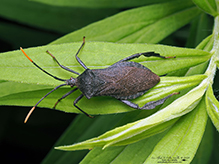 leaf-footed bug (Acanthocephala terminalis)