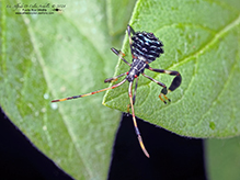 leaf-footed bug (Acanthocephala terminalis)