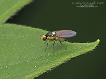 leaf miner fly (Liriomyza sp.)