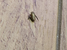 leafhopper (Aphrodes sp.)