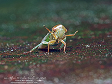 leafhopper (Oncopsis sp.)