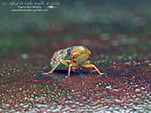 leafhopper (Oncopsis sp.)
