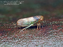 leafhopper (Oncopsis sp.)
