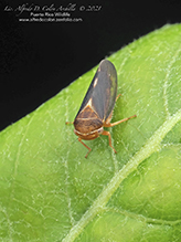 leafhopper (Oncopsis sobria)