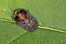 leafhopper (Penthimia americana)