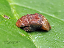 leafhopper (Penthimia americana)