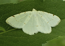 lesser maple spanworm moth