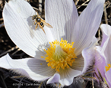 ligated furrow bee