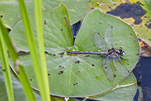 lilypad clubtail