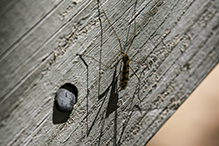 limoniid crane fly (Discobola annulata)