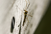 limoniid crane fly (Discobola annulata)