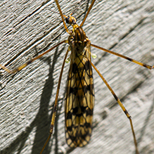 limoniid crane fly (Discobola annulata)