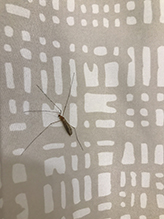 limoniid crane fly (Discobola annulata)