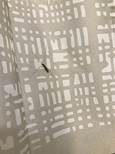 limoniid crane fly (Discobola annulata)