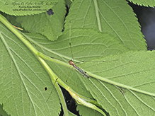 limoniid crane fly (Helius flavipes)