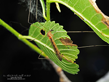 limoniid crane fly (Helius flavipes)