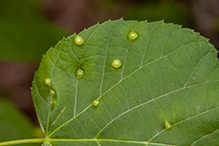 linden wart gall midge