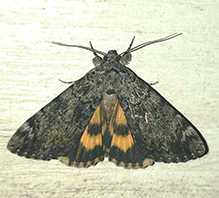 little underwing