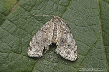 little white lichen moth