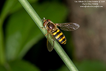 long-tailed aphideater complex