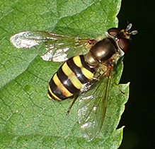 long-tailed aphideater complex