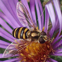 long-tailed aphideater complex