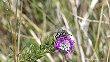 longhorn-cuckoo bee (Triepeolus sp.)