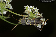 longhorned beetle (Neoclytus mucronatus mucronatus)