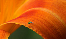 longlegged fly (Condylostylus sp.)