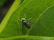 longlegged fly (Condylostylus sp.)
