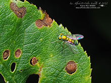 longlegged fly (Condylostylus caudatus complex)
