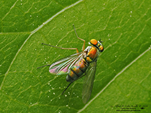 longlegged fly (Condylostylus caudatus complex)