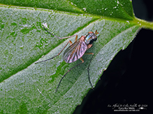 longlegged fly (Dolichopus sp.) longlegged fly (Dolichopus sp.)