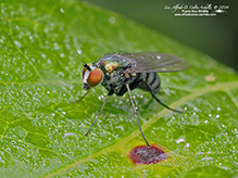 longlegged fly (Dolichopus sp.) longlegged fly (Dolichopus sp.)