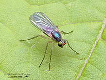 longlegged fly (Dolichopus sp.) longlegged fly (Dolichopus sp.)