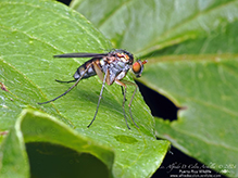 longlegged fly (Dolichopus sp.) longlegged fly (Dolichopus sp.)