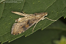 lucerne moth
