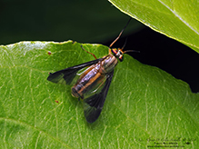 Macquart’s deer fly