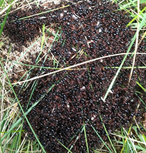 Mary’s long-necked ant