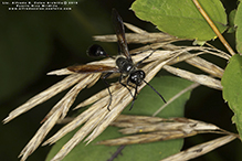 Mexican grass-carrying wasp