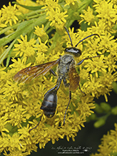 Mexican grass-carrying wasp