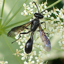 Mexican grass-carrying wasp