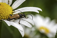 Minnesota longhorn beetle