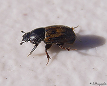 maculated dung beetle