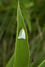 maple-basswood leafroller moth