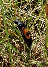 margined burying beetle