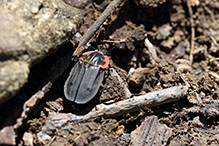 margined carrion beetle