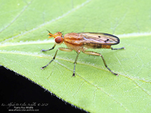 marsh fly (Tetanocera plebeja)