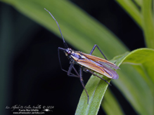 meadow plant bug