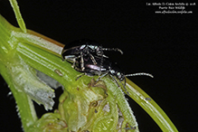 metallic flea beetle (Altica sp.)